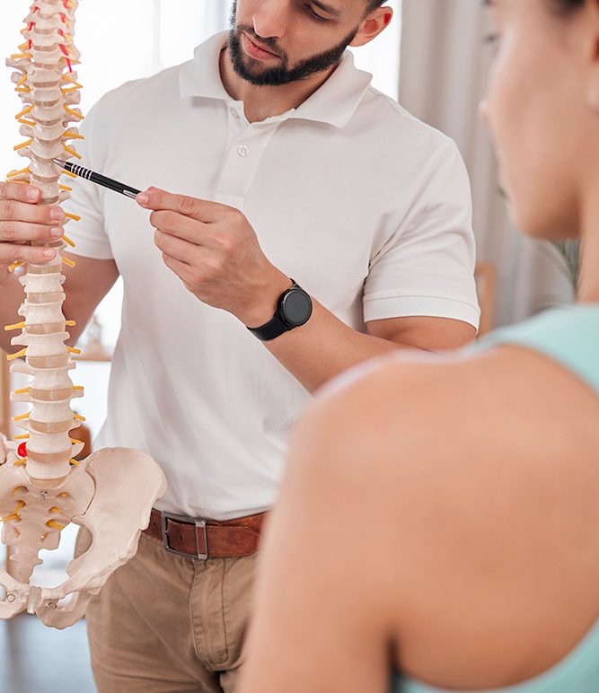 Chiropractor, spine and anatomy with a medical skeleton for advice and diagnosis of injury during p.